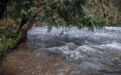 The Smith River running past the bank at the campground under a leaning cedar. courtesy of BLM Oregon & Washington&nearr; (CC BY 2.0&nearr;)