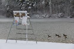 Houghton's Pond after a December snowstorm, with a lifeguard stand and Canada geese on the water. courtesy of Eltiempo10&nearr; (CC BY-SA 3.0&nearr;)